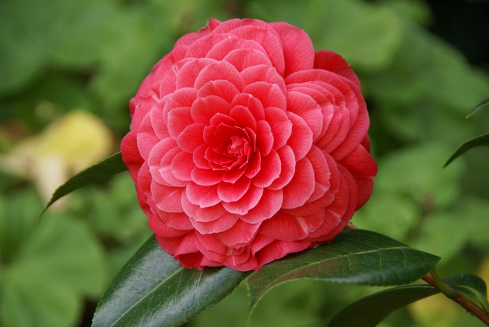 4K Closeup of a Pink Camellia Flower