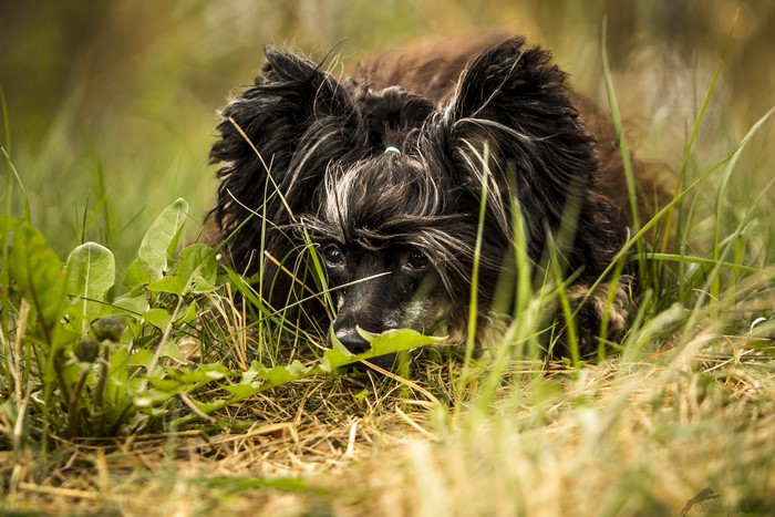 Chinese Crested dog in grass