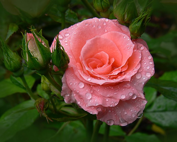 Pink rose with water drops and buds