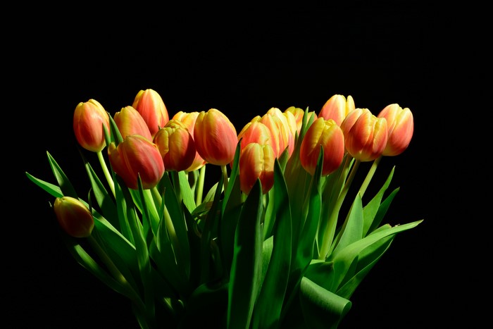 Tulips with black background