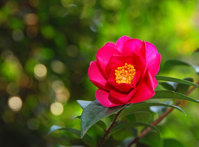 Pink Camellia flower with yellow stamens