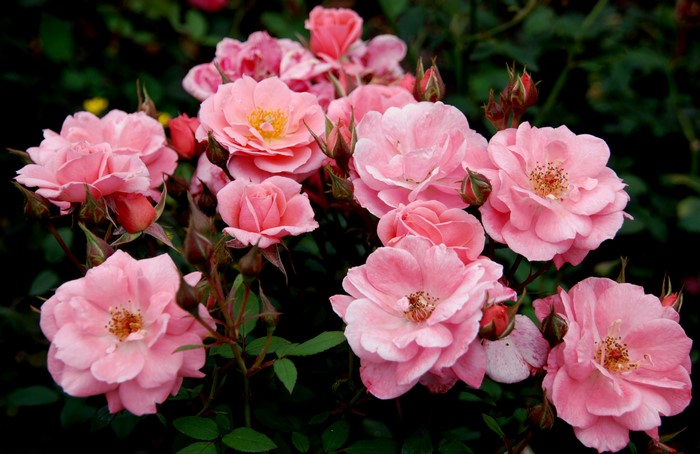 Pink roses with buds and green leaves