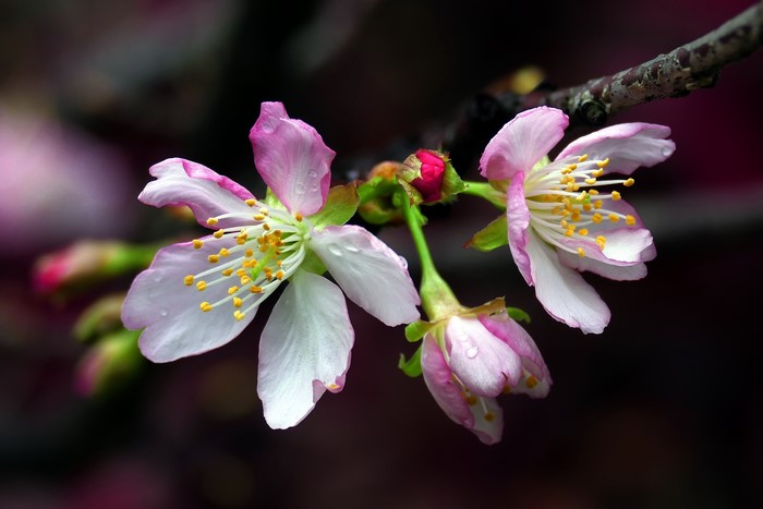 Cherry blossoms on a branch