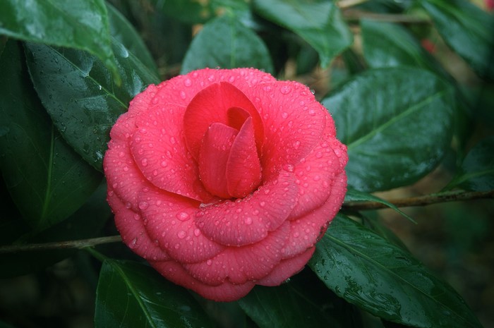 Pink Camellia flower with water drops