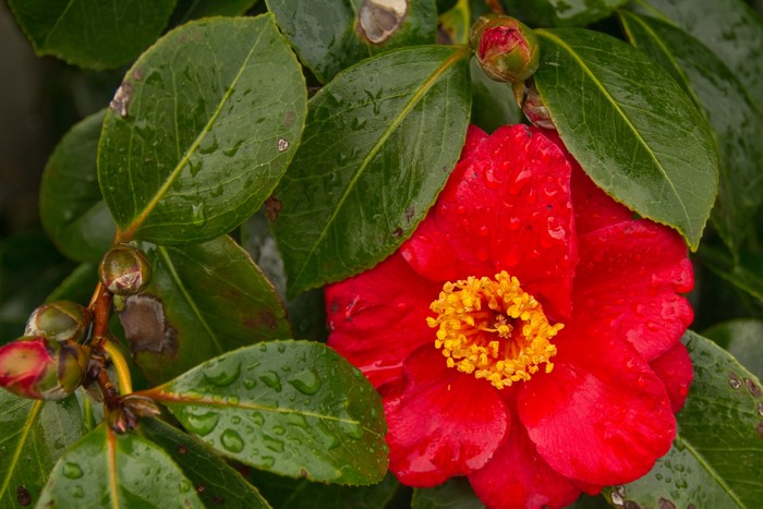 Red Camellia flower with green foliage
