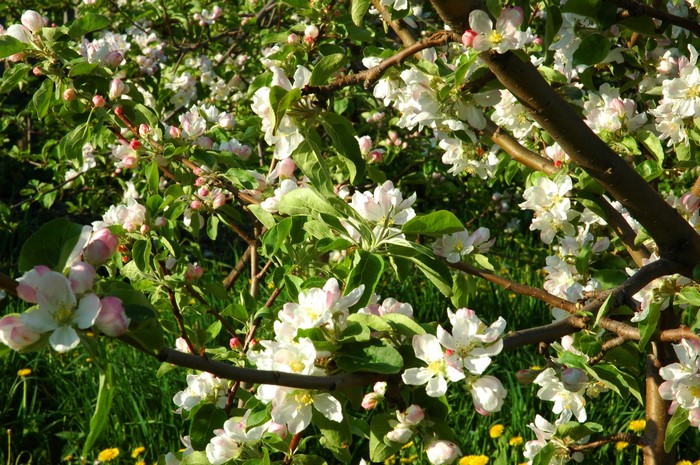 Apple tree blossoms in spring