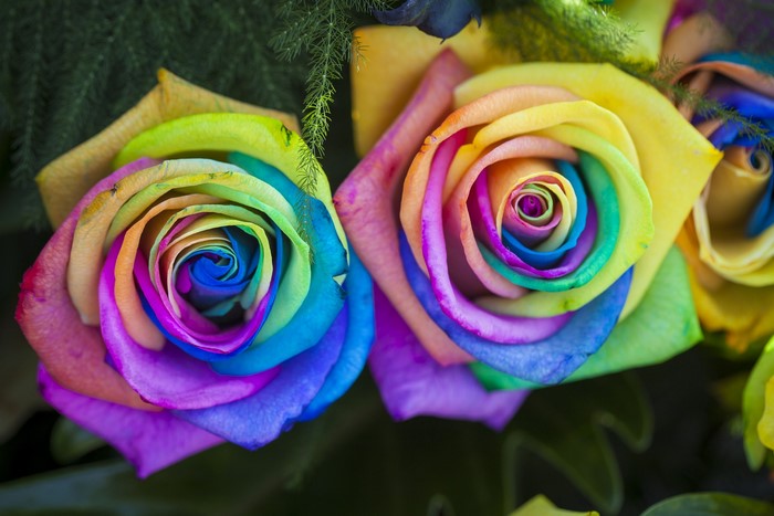 Two rainbow roses with green foliage