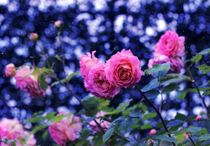 4K Pink Roses