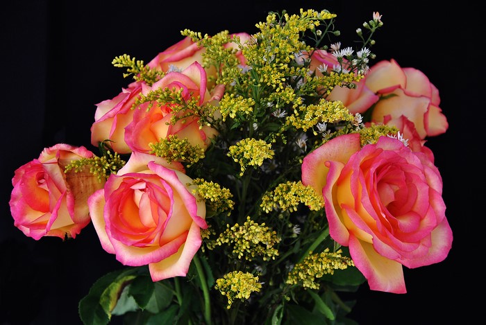 4K Roses with Pink and Yellow Petals