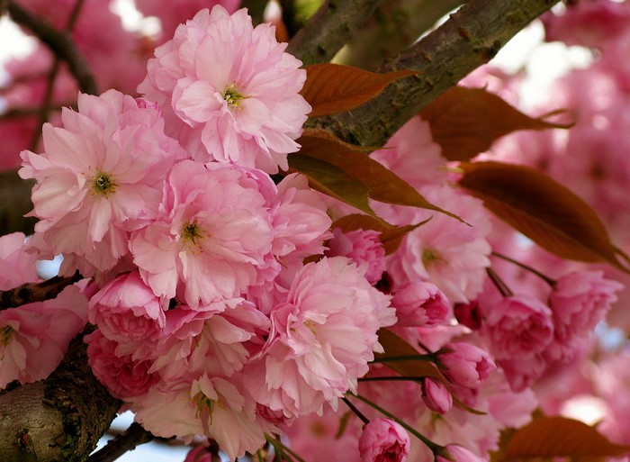 Close-up of pink cherry blossoms on a branch
