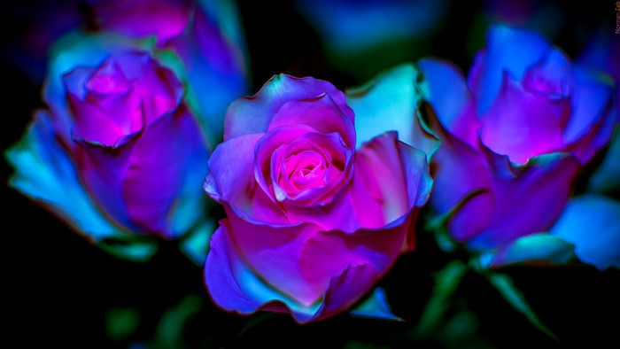 Three neon-colored roses on a black background