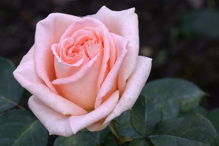 Close-up of a delicate pink rose