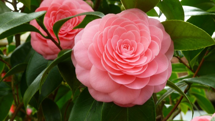 4K Pink Camellia Flowers