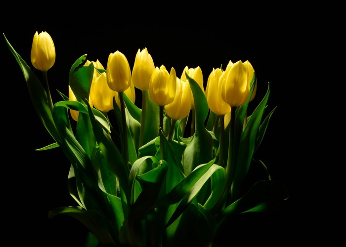 Yellow Tulips on Black Background