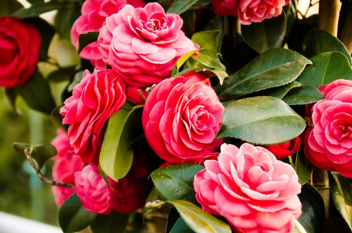 4K Pink Camellia Flowers