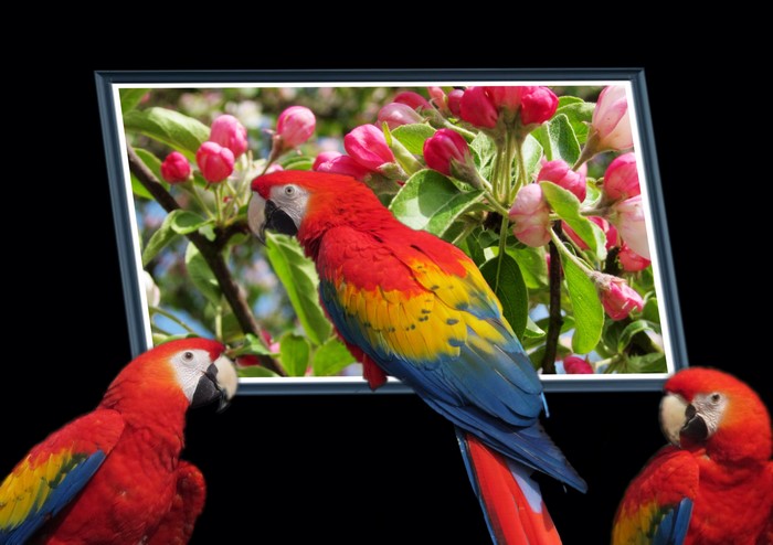 4K Parrots and Pink Blossoms