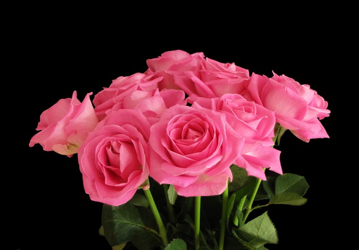 Pink roses bouquet on black background