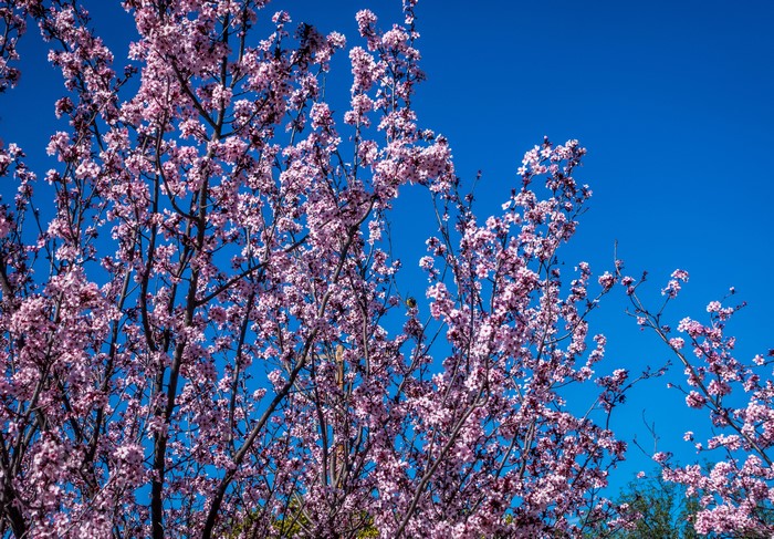 Flowering branches against a bright blue sky