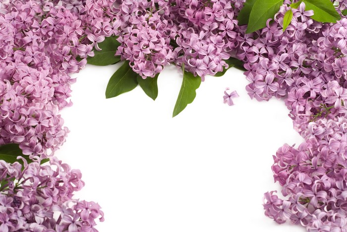 Lilac flowers border template greeting card