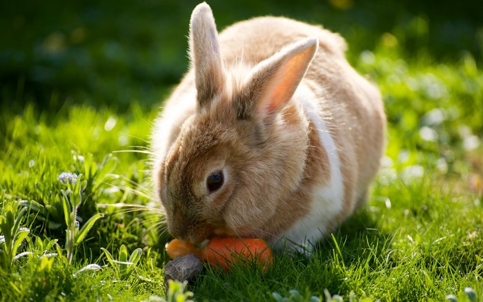 A rabbit eating a carrot in the grass