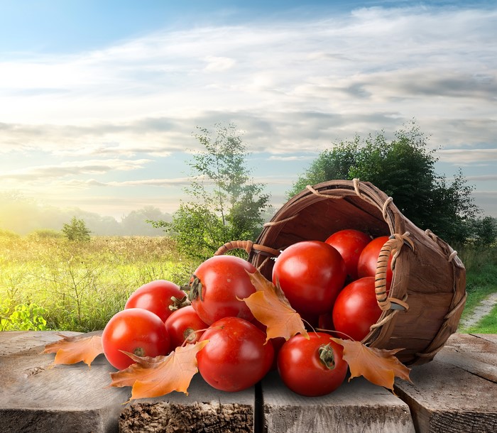 Tomatoes in a wicker basket with autumn leaves
