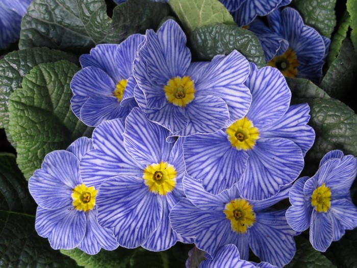 Close-up of blue and white striped Primula flowers
