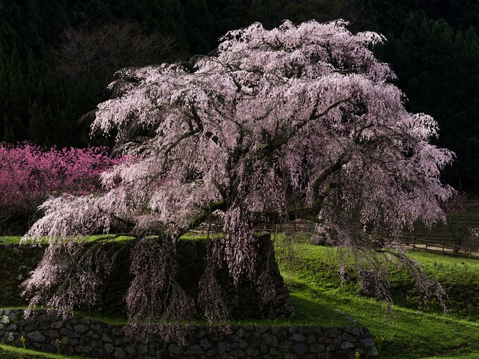 Weeping Cherry Blossom Tree in Bloom
