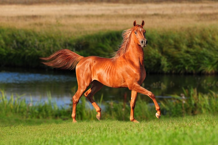 4K Horse Running Near River and Grass
