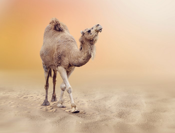 Camel walking in the desert