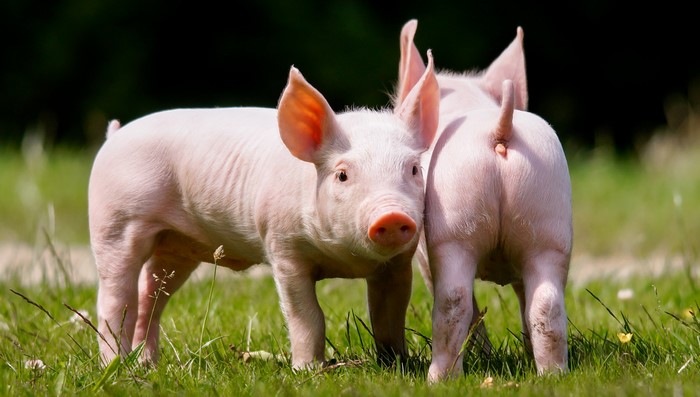 Two young pigs in a grassy field
