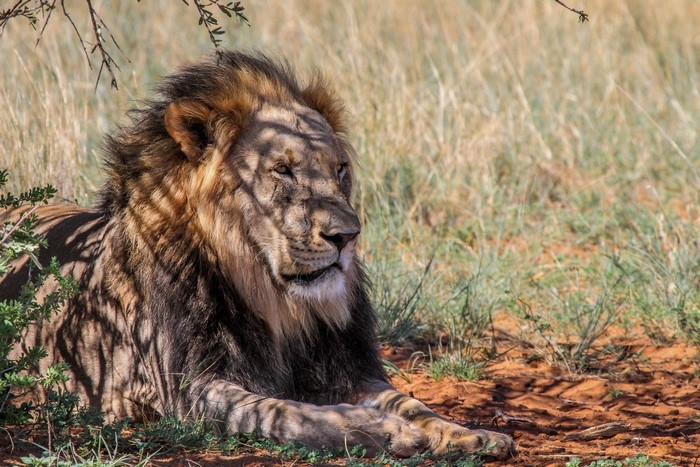 Lion resting in the shade
