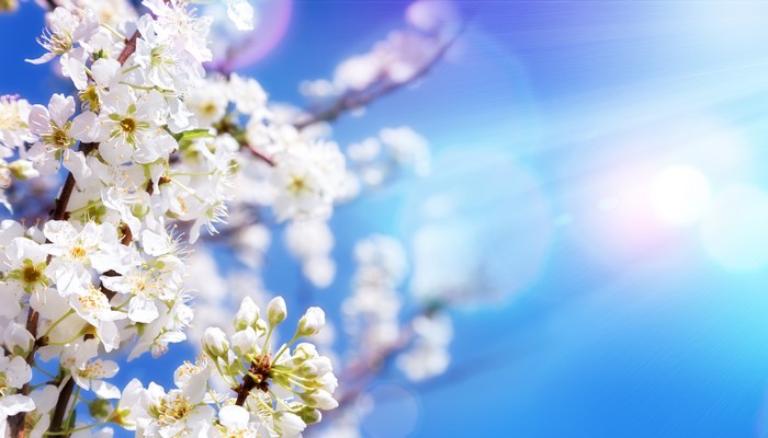 White flowering branches against a bright blue sky