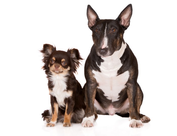 Chihuahua and Bull Terrier dogs sitting