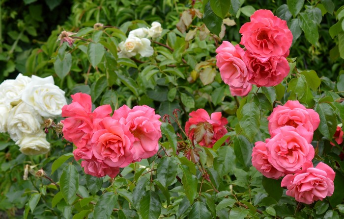 Pink and White Roses in a Garden