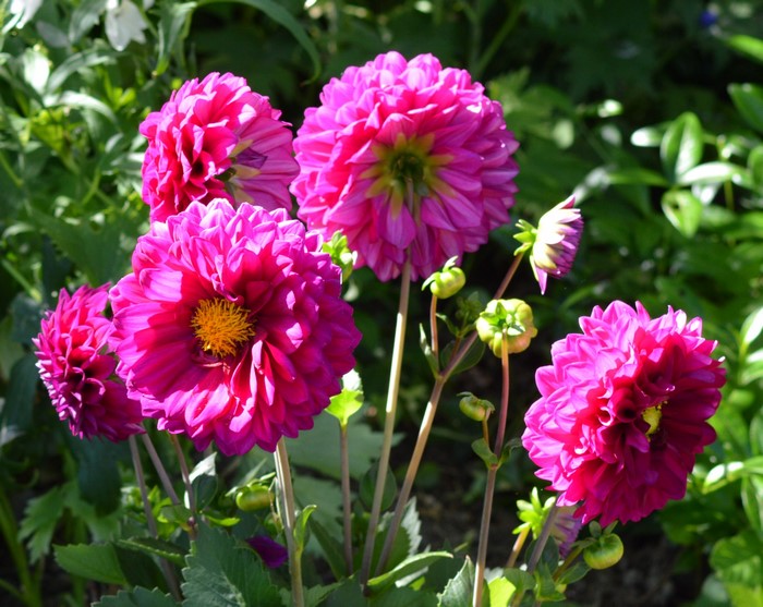 Pink Dahlias in a Garden