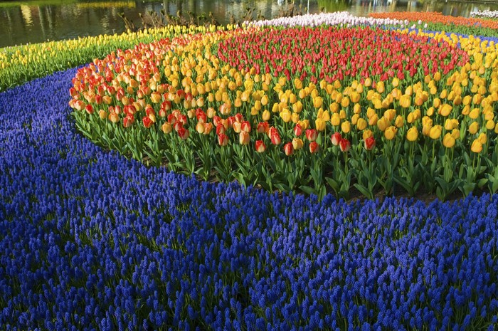 Vibrant Tulip and Hyacinth Display at Keukenhof Lisse