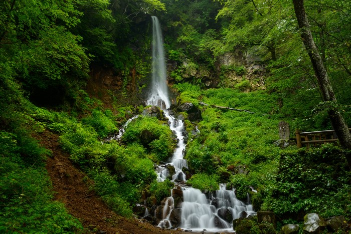 Waterfall cascading through a lush green forest