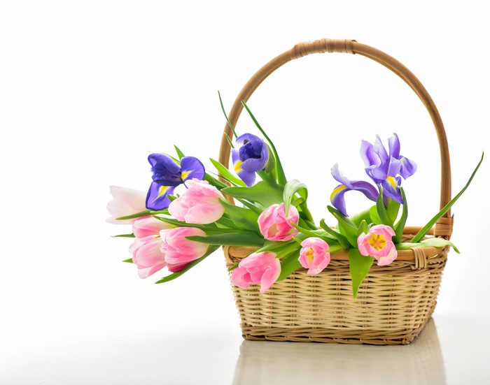 Pink tulips and purple irises in a wicker basket