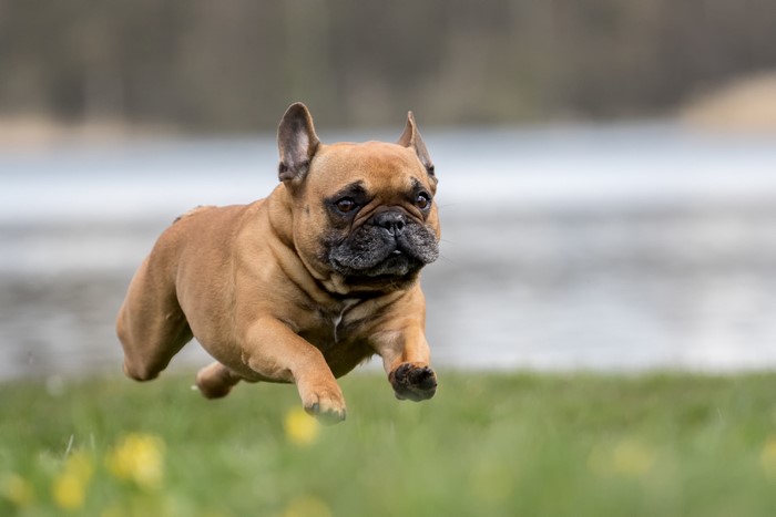 French Bulldog running on grass near water