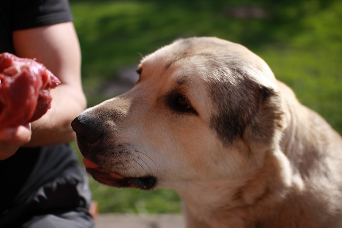 Central Asian Shepherd Dog being fed raw meat