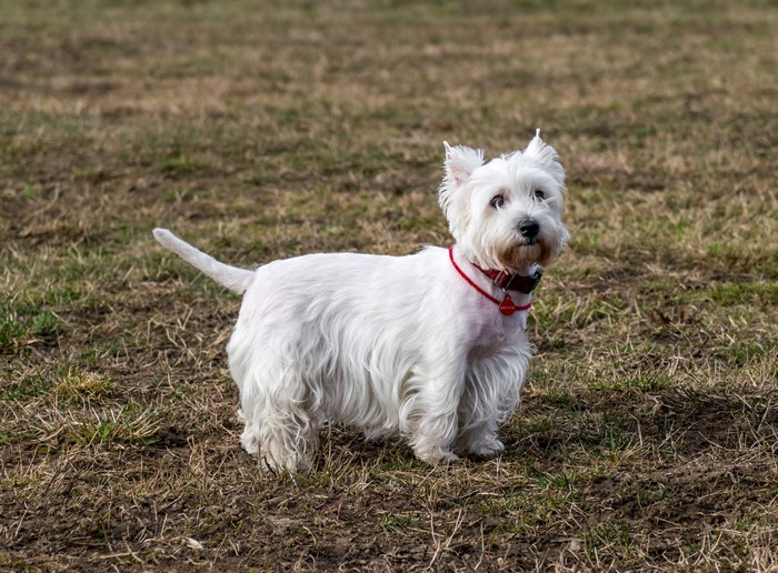 West Highland White Terrier Dog with Red Collar