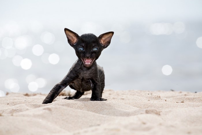 Black Cornish Rex kitten with blue eyes on sand