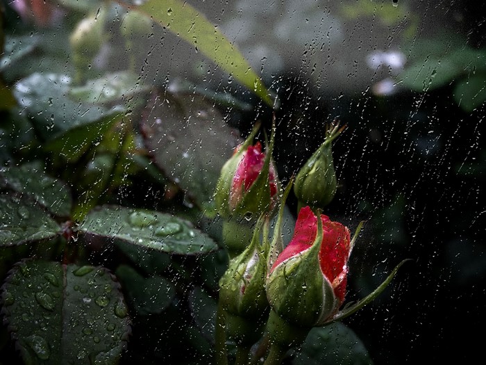 Red rose buds behind a rain-streaked window