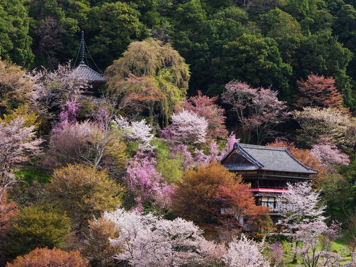 Pagoda and temple surrounded by flowering trees