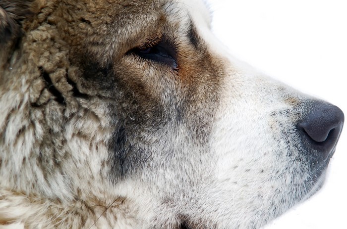 Central Asian Shepherd Dog close-up profile