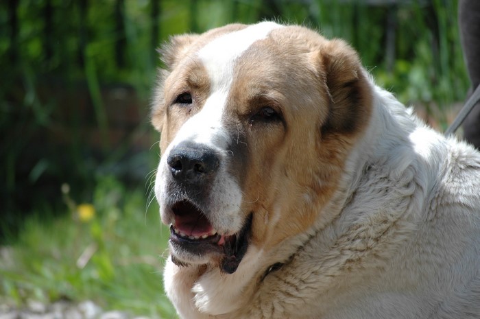 Central Asian Shepherd Dog close-up portrait