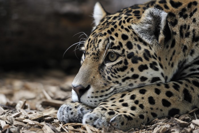 Jaguar lying down and looking to the side