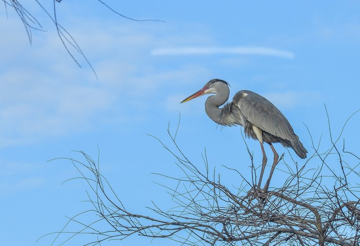 Grey Heron perched on branches against blue sky