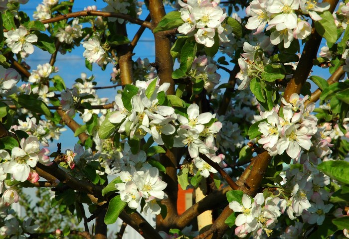 Apple tree branches with white and pink blossoms