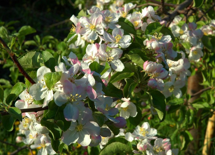 Apple tree blossoms in sunlight
